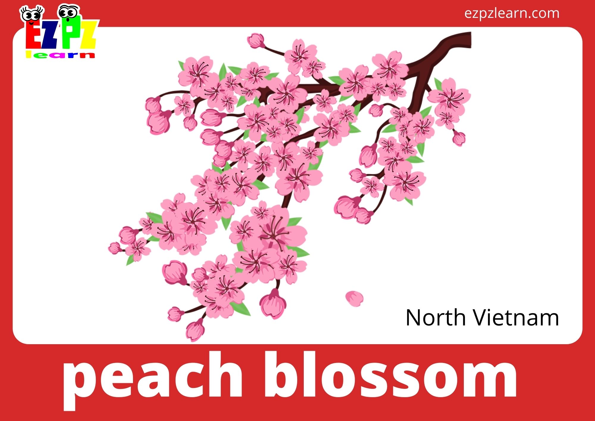 peach blossoms